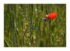 Mohn