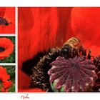 Mohn