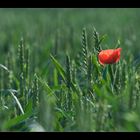 Mohn