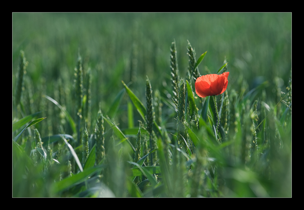 Mohn