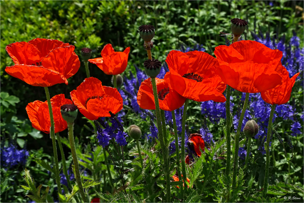 MOHN