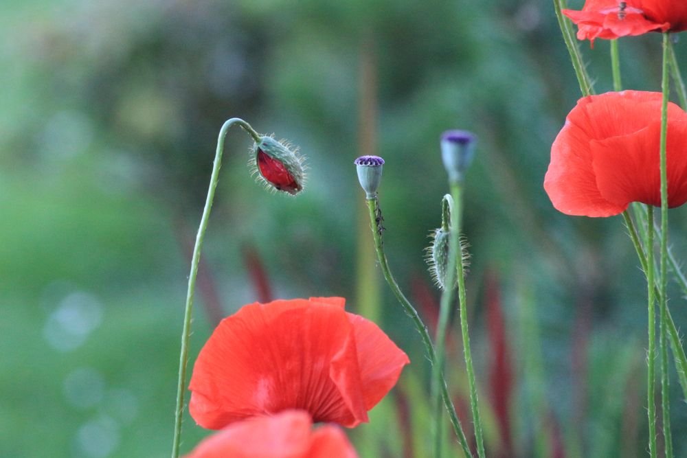 Mohn