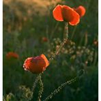 ~~ Mohn ~~