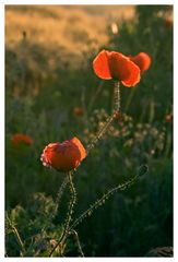 ~~ Mohn ~~