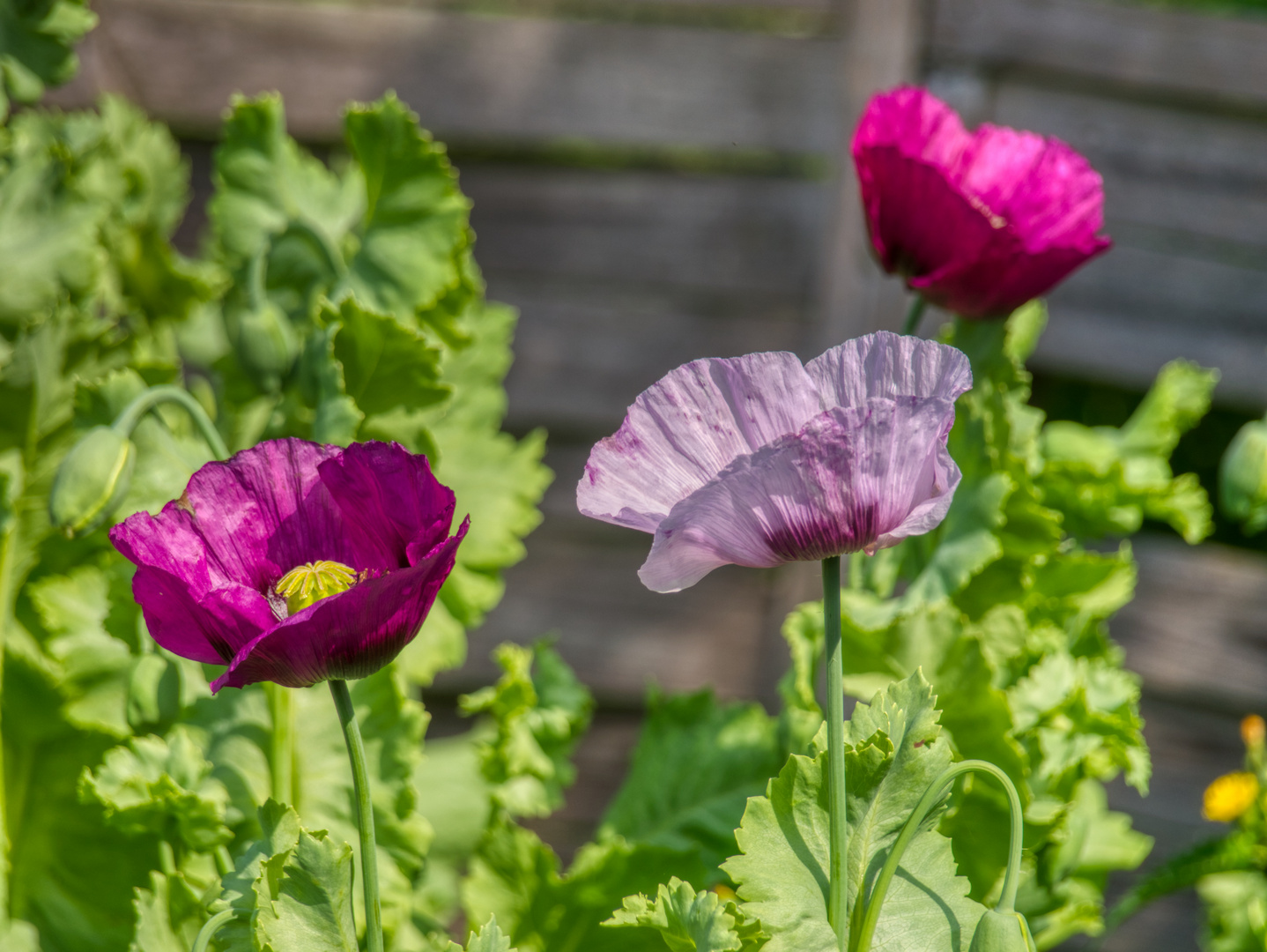 Mohn