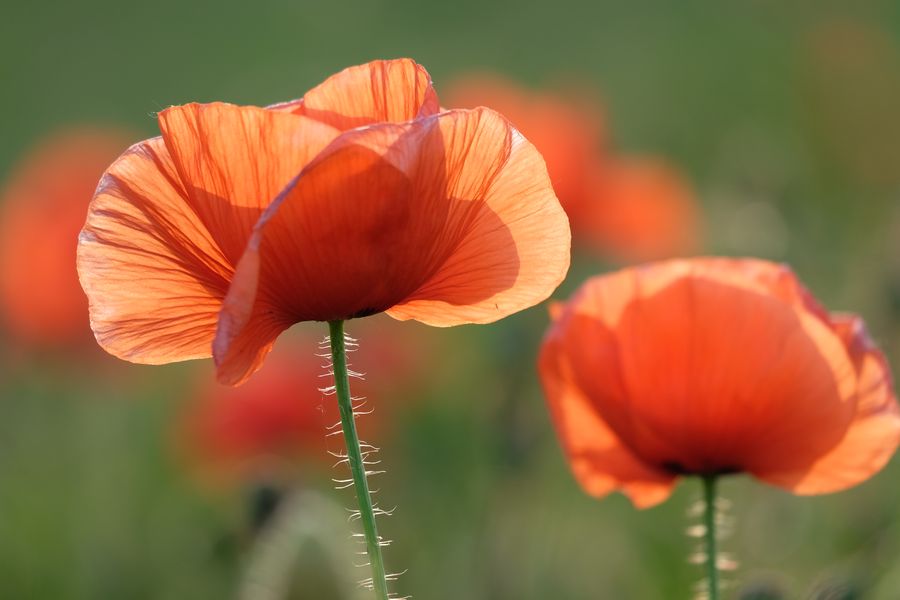 Mohn