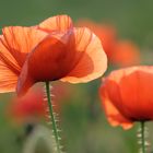 Mohn