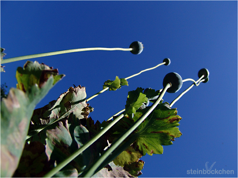 Mohn