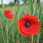 Mohn