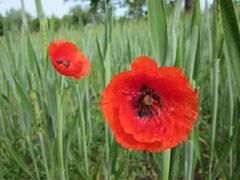 Mohn