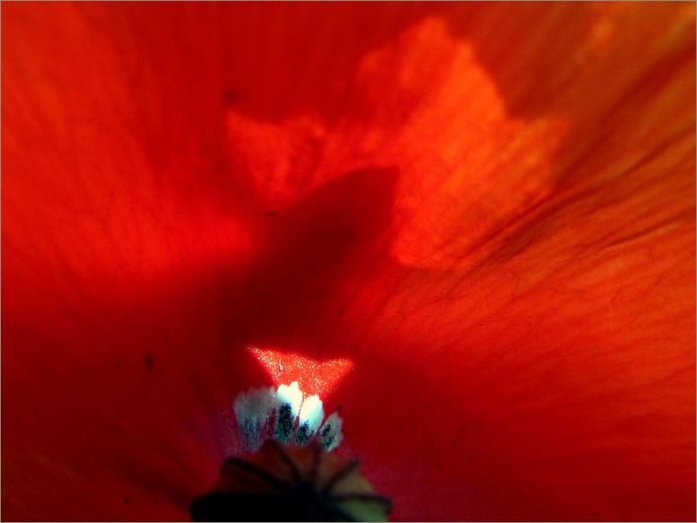 Mohn ***