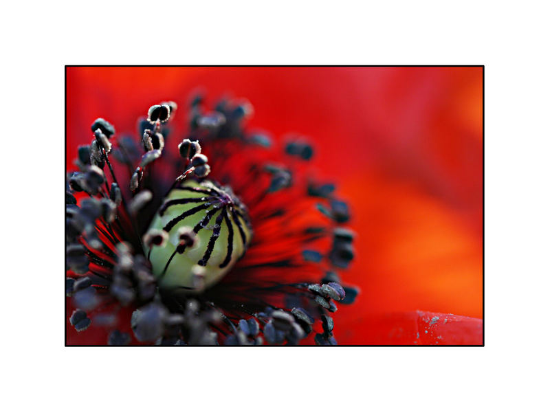 Mohn