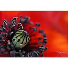 Mohn