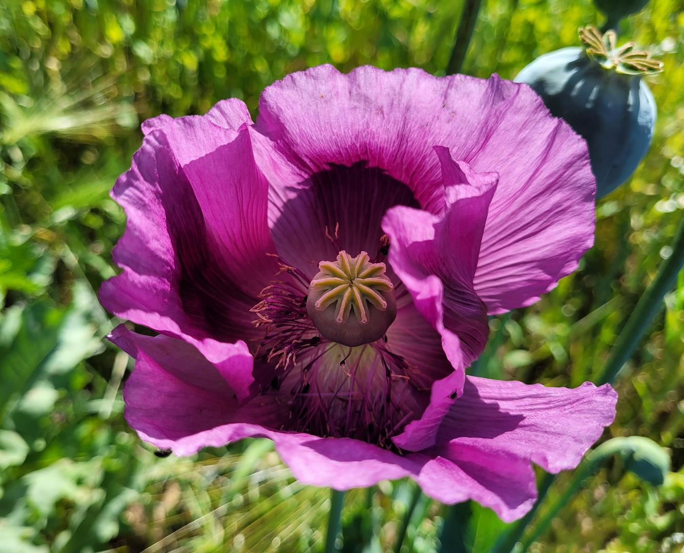 Mohn