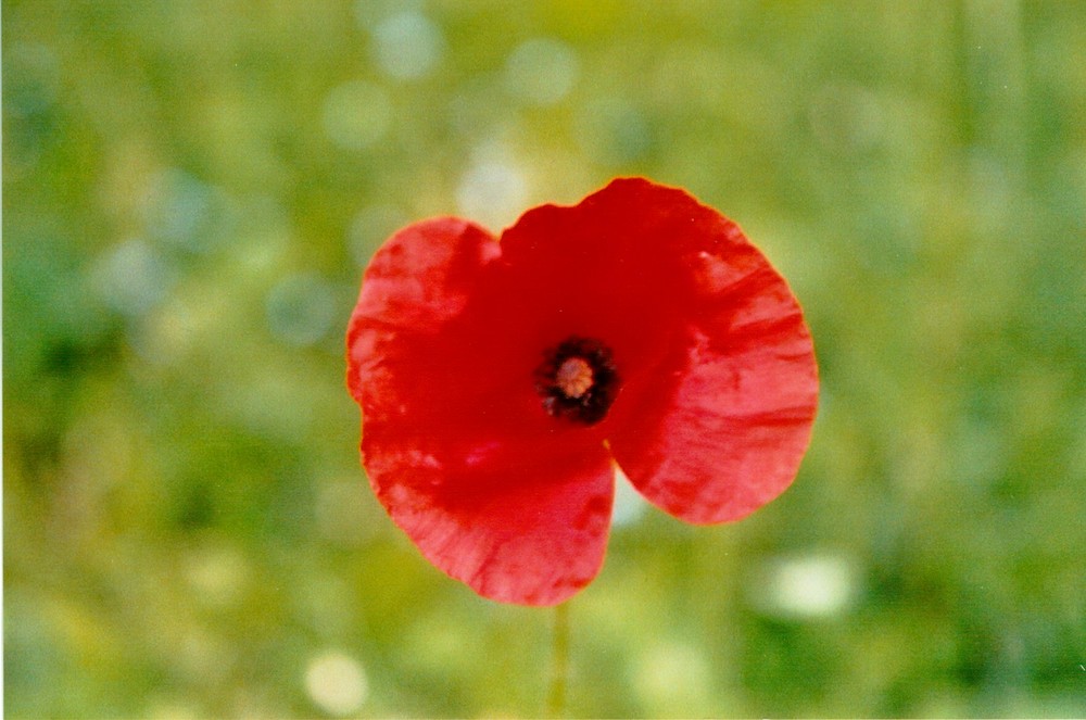 Mohn