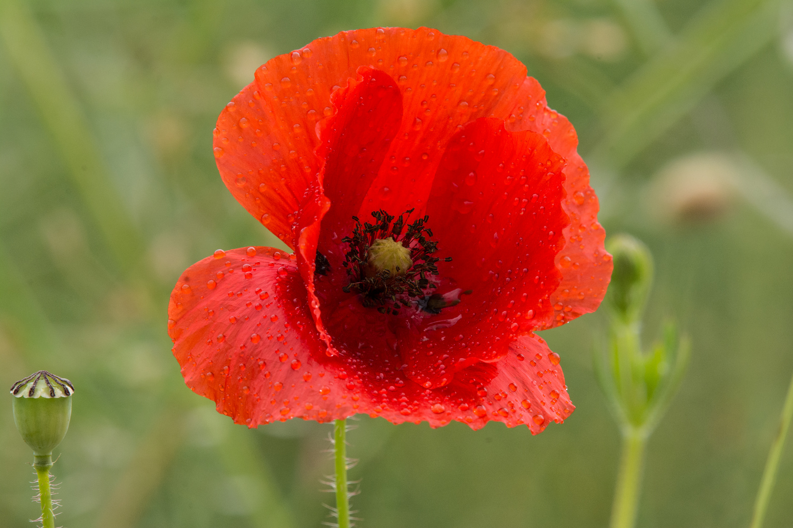 mohn-6426