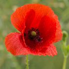 mohn-6426