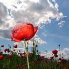 - Mohn -