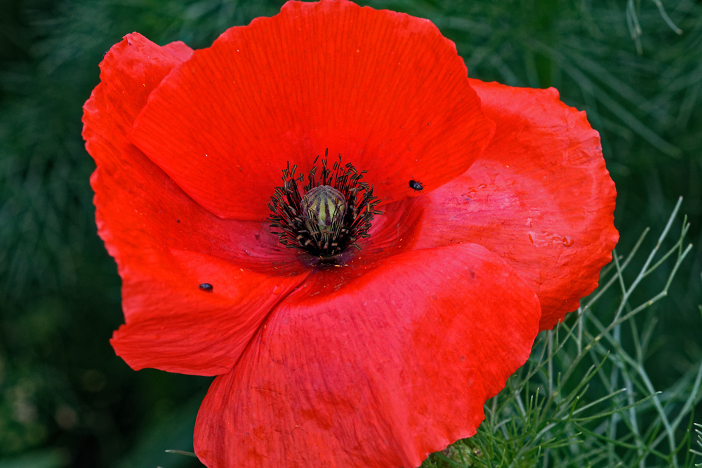 Mohn