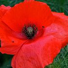 Mohn