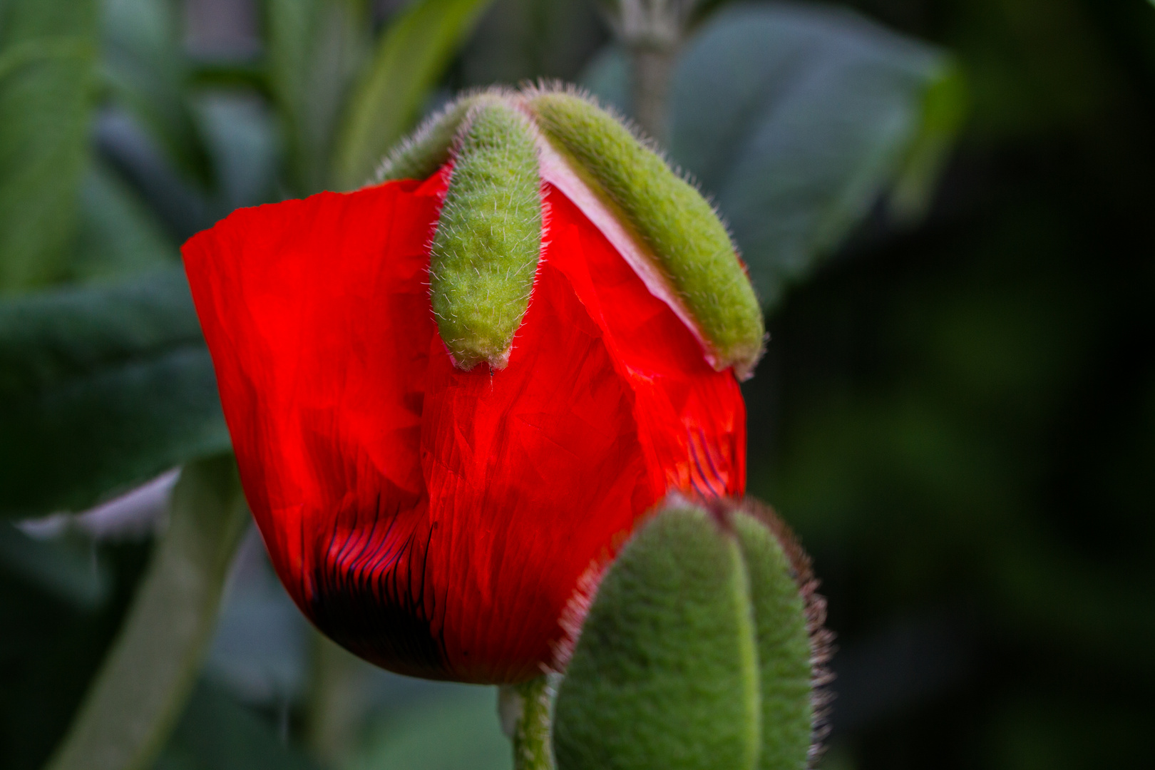 Mohn