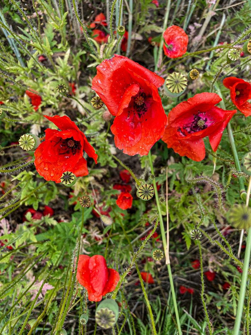 Mohn