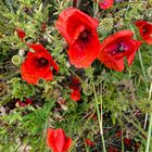 Mohn