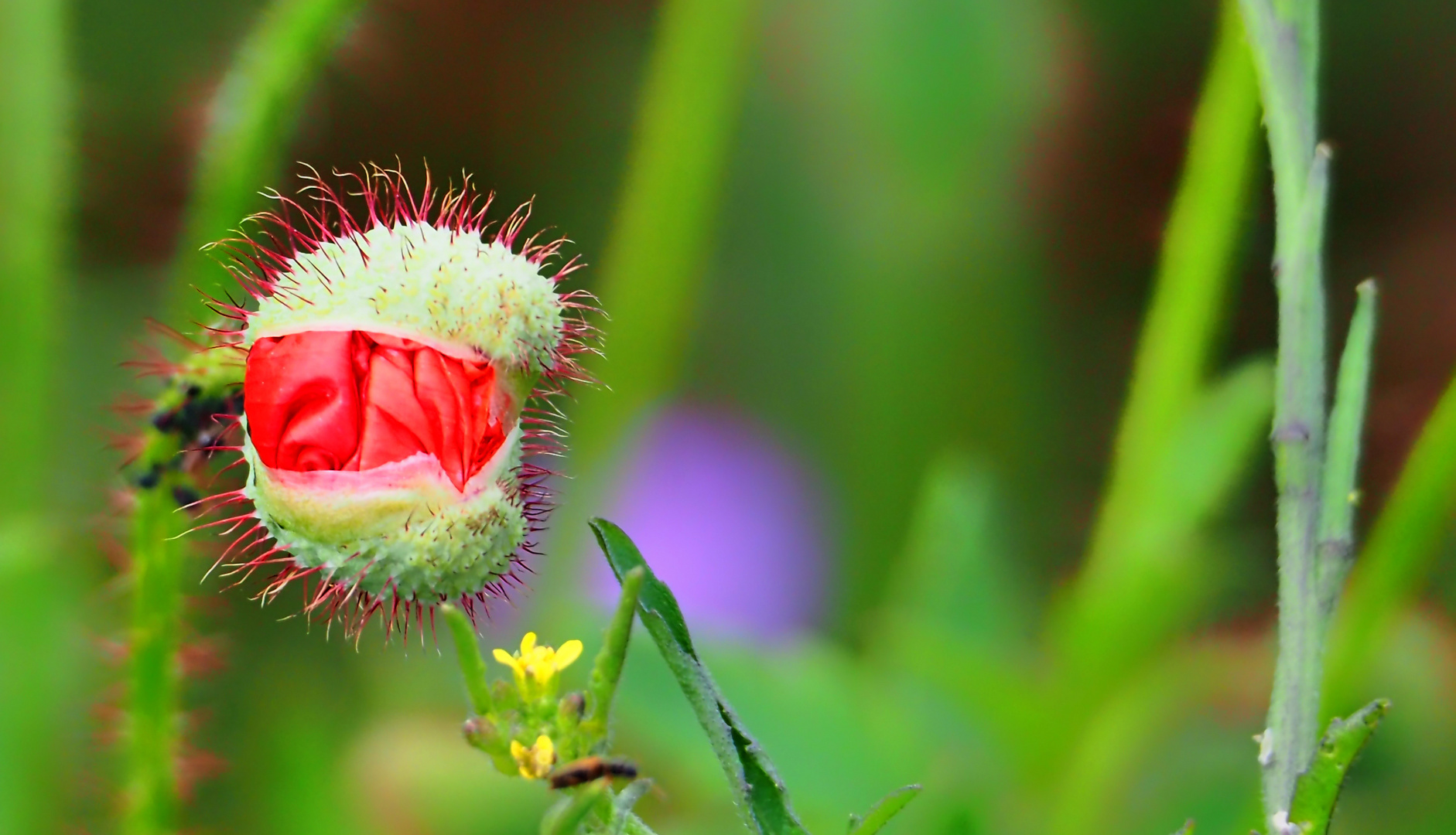 mohn ..