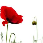 MOHN