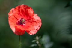 Mohn