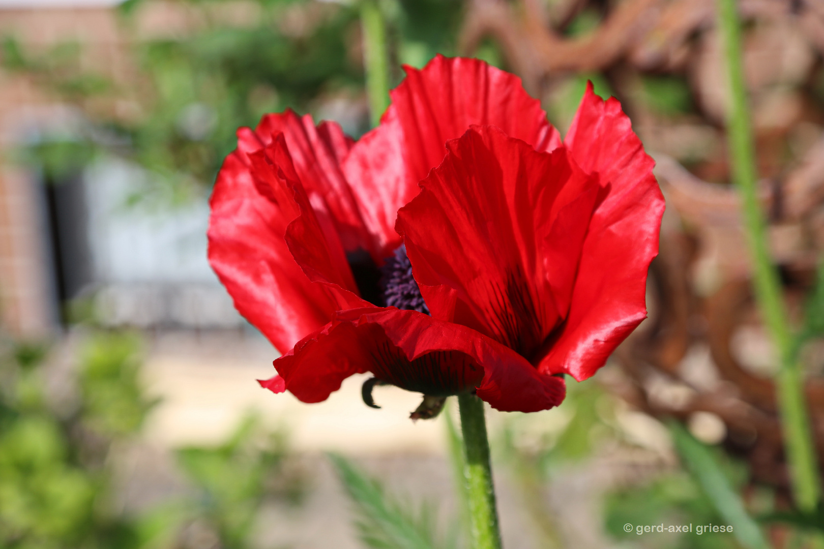 Mohn # 6574