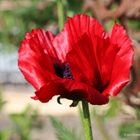 Mohn # 6574