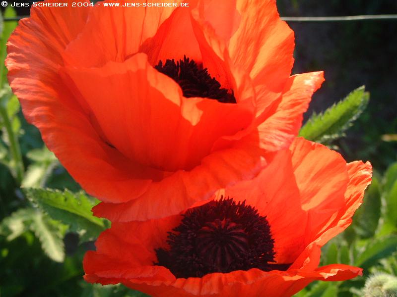 Mohn