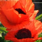 Mohn