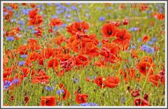 Mohn