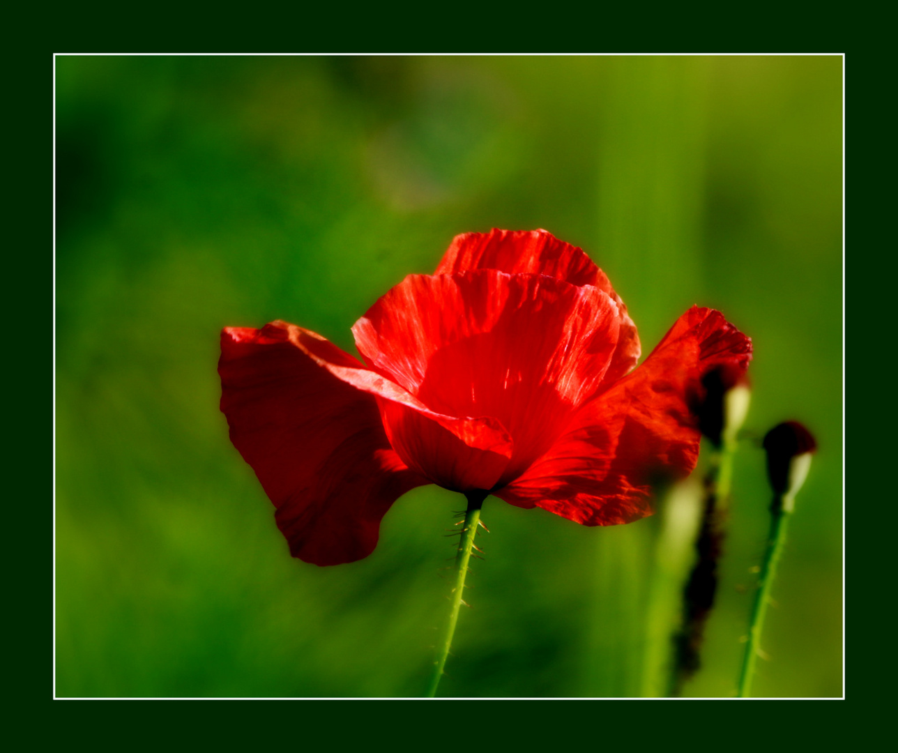 Mohn