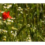 Mohn