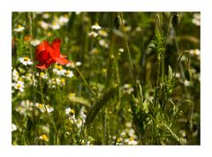 Mohn