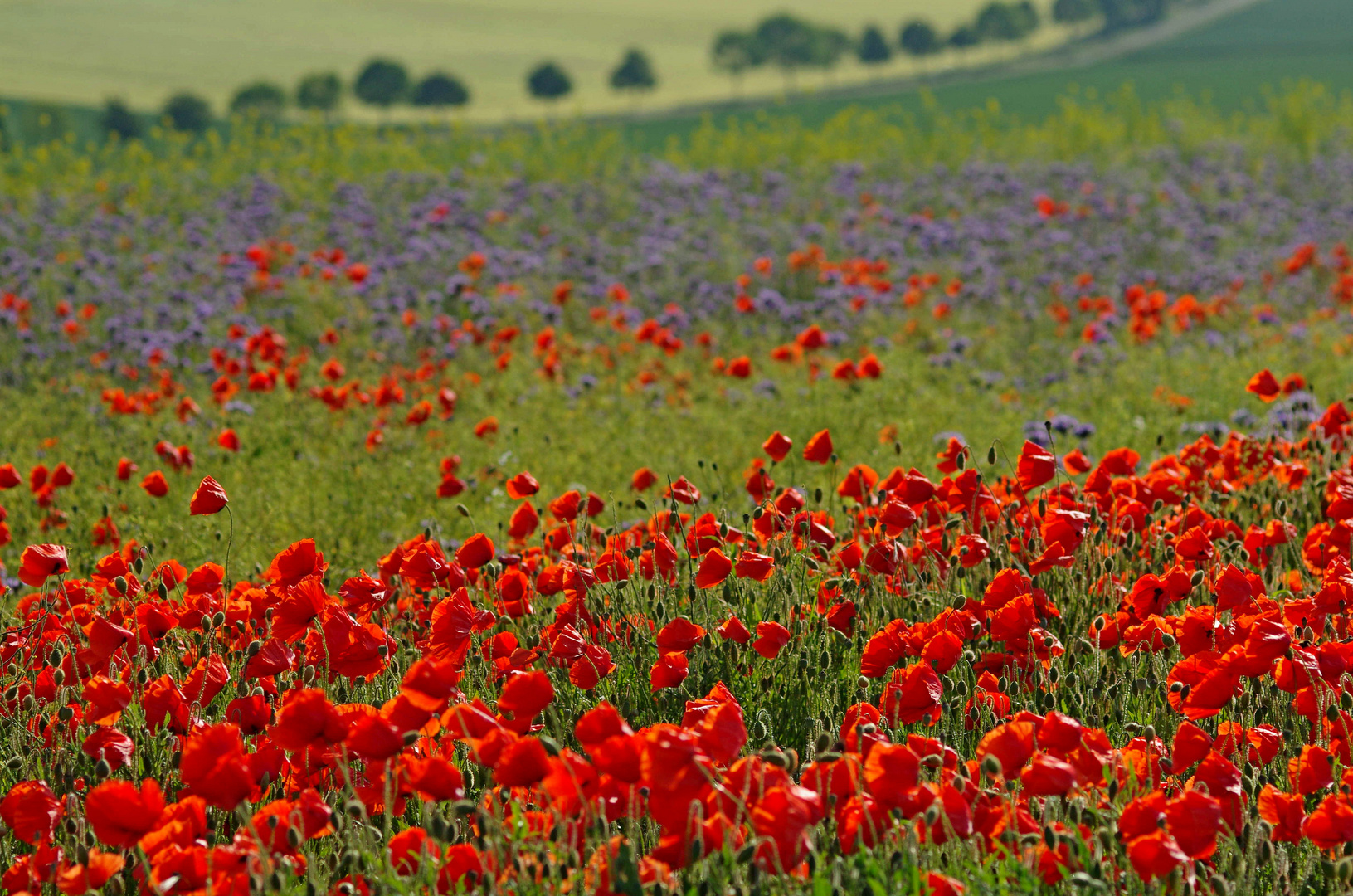 Mohn 6.6.15