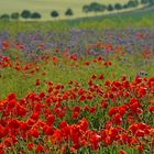 Mohn 6.6.15