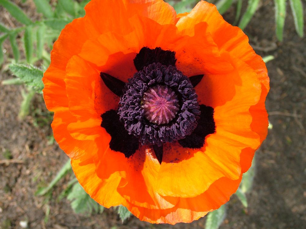 Mohn