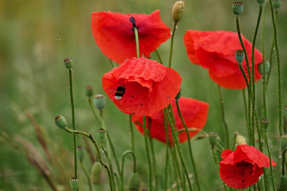 Mohn 