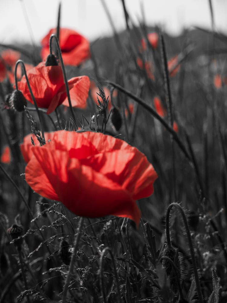 Mohn