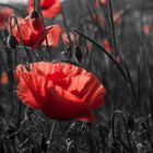 Mohn