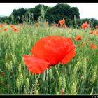 Mohn