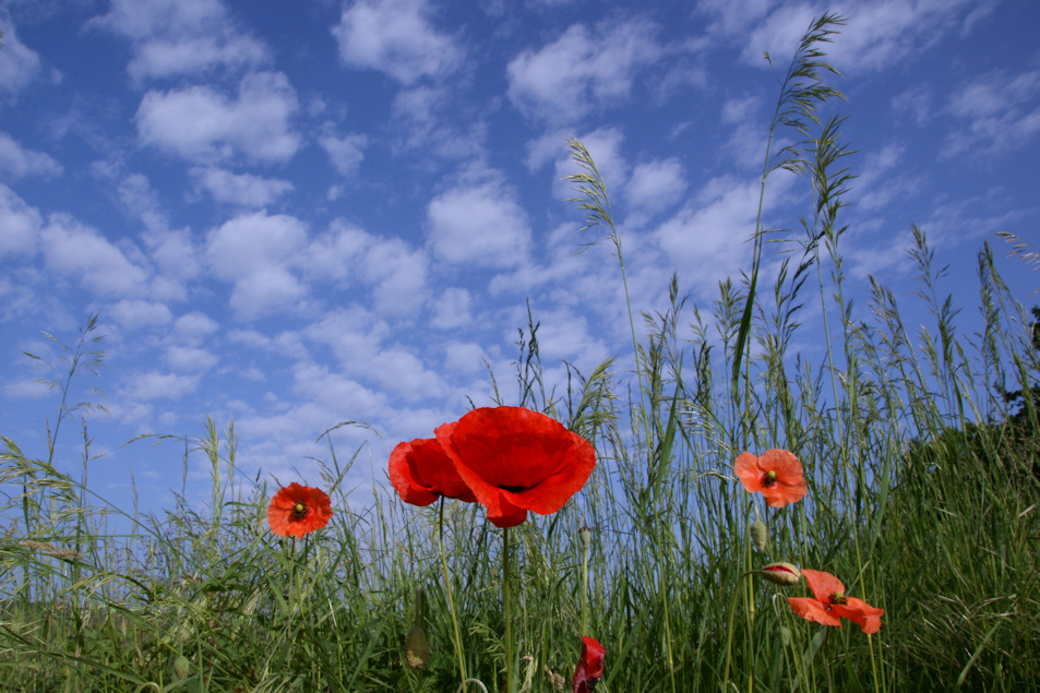 Mohn