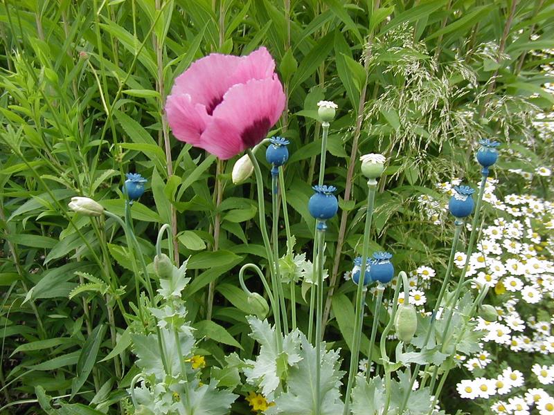 Mohn