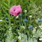 Mohn