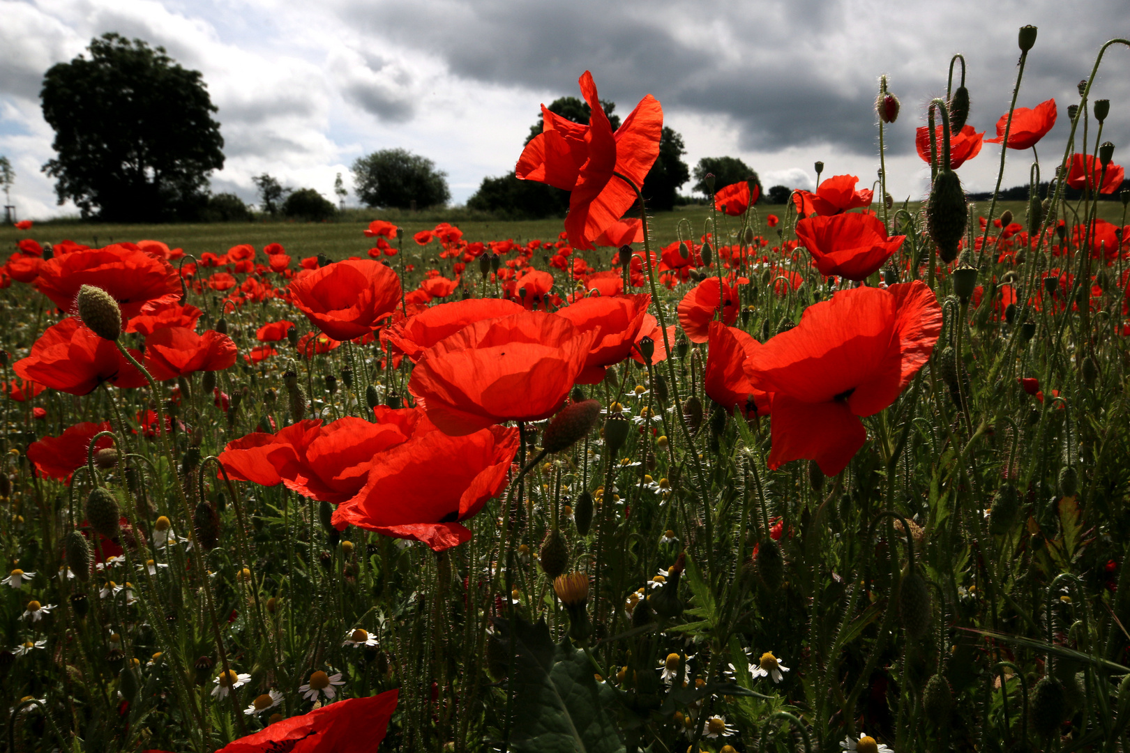 Mohn 