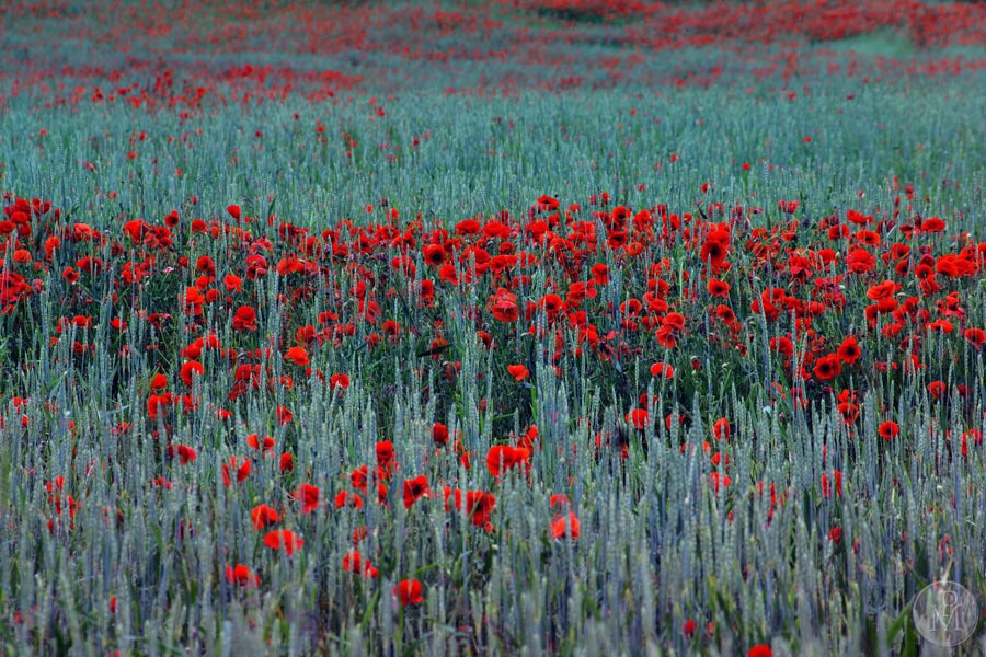 Mohn